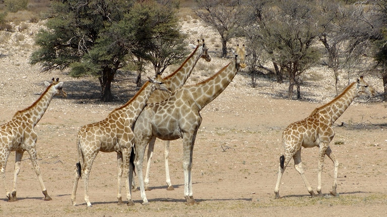 Giraffenfamilie